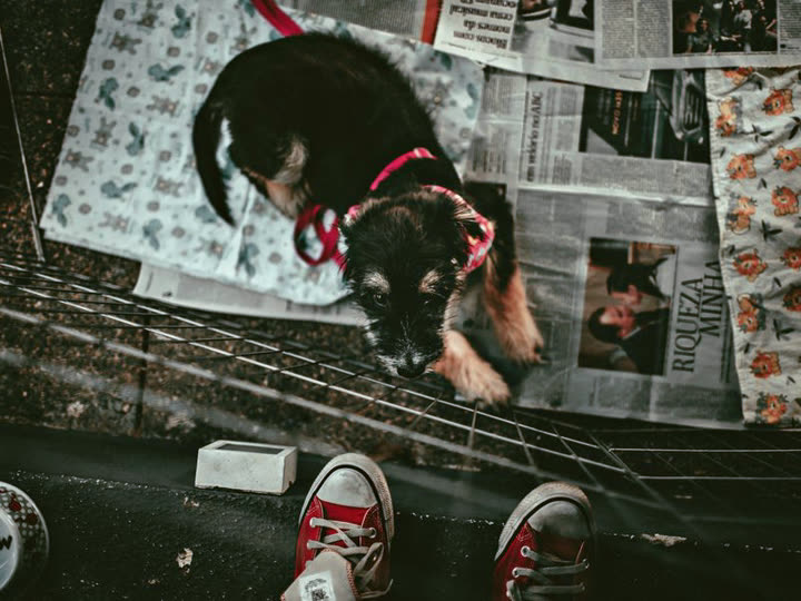 A puppy in a playpen lined with newspaper