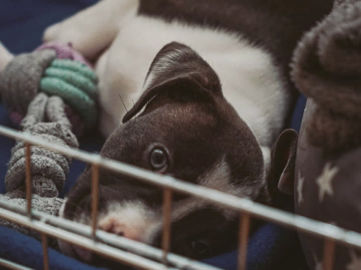 A puppy lying in a wire crate